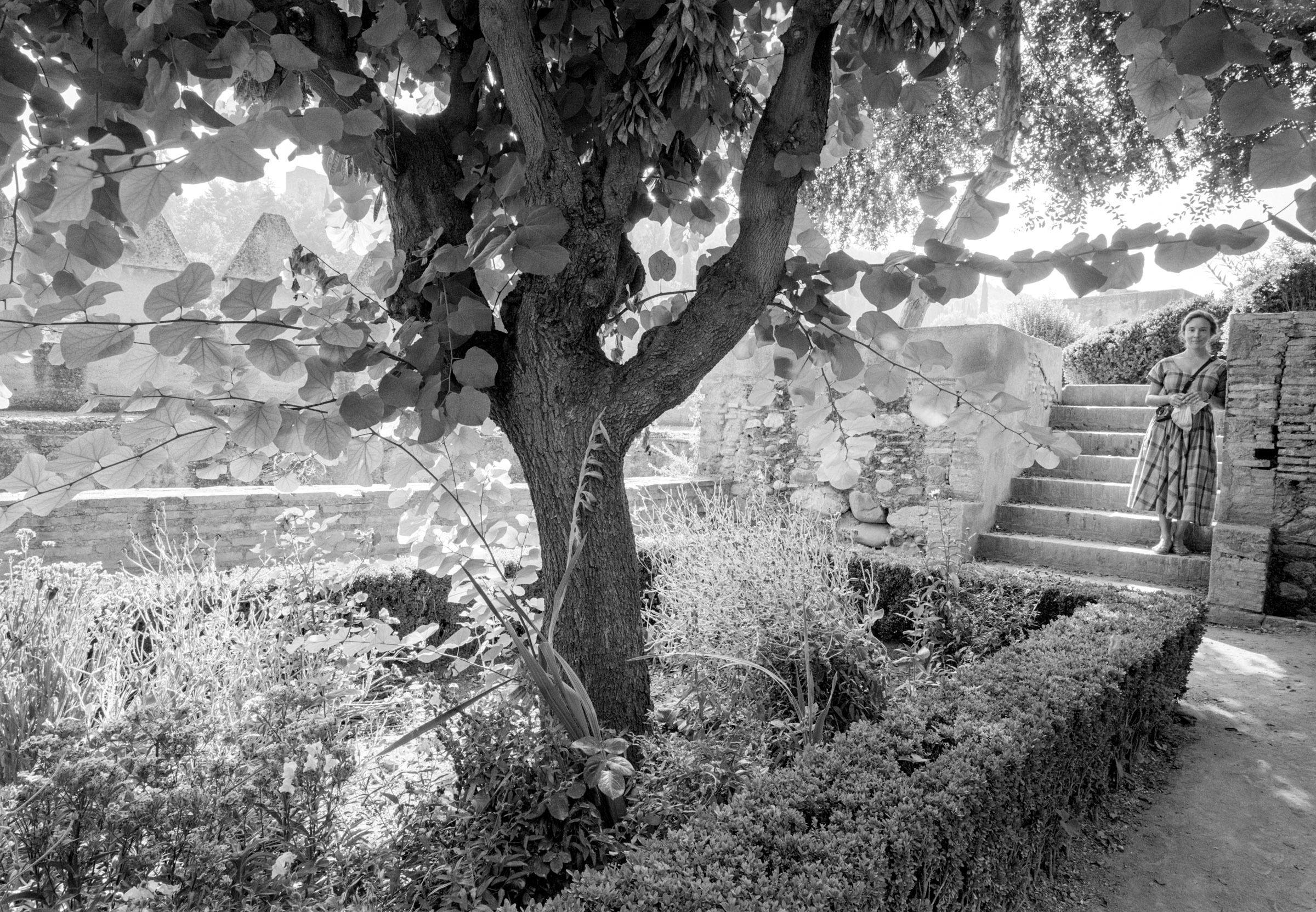 Patty tree garden Spain