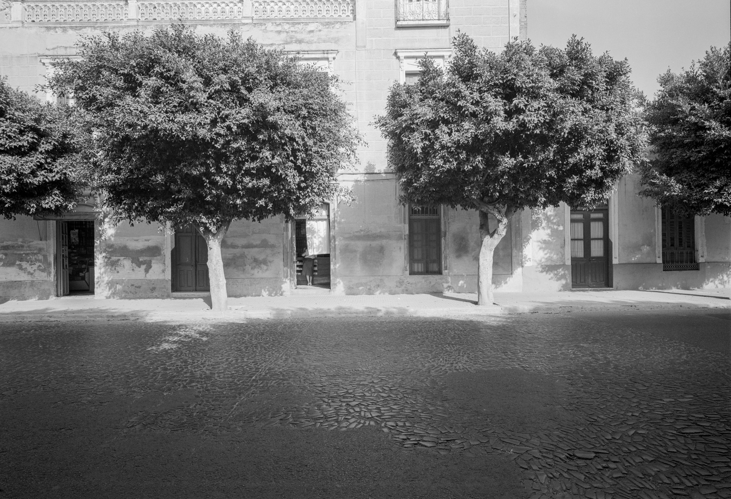 Street trees in Spain