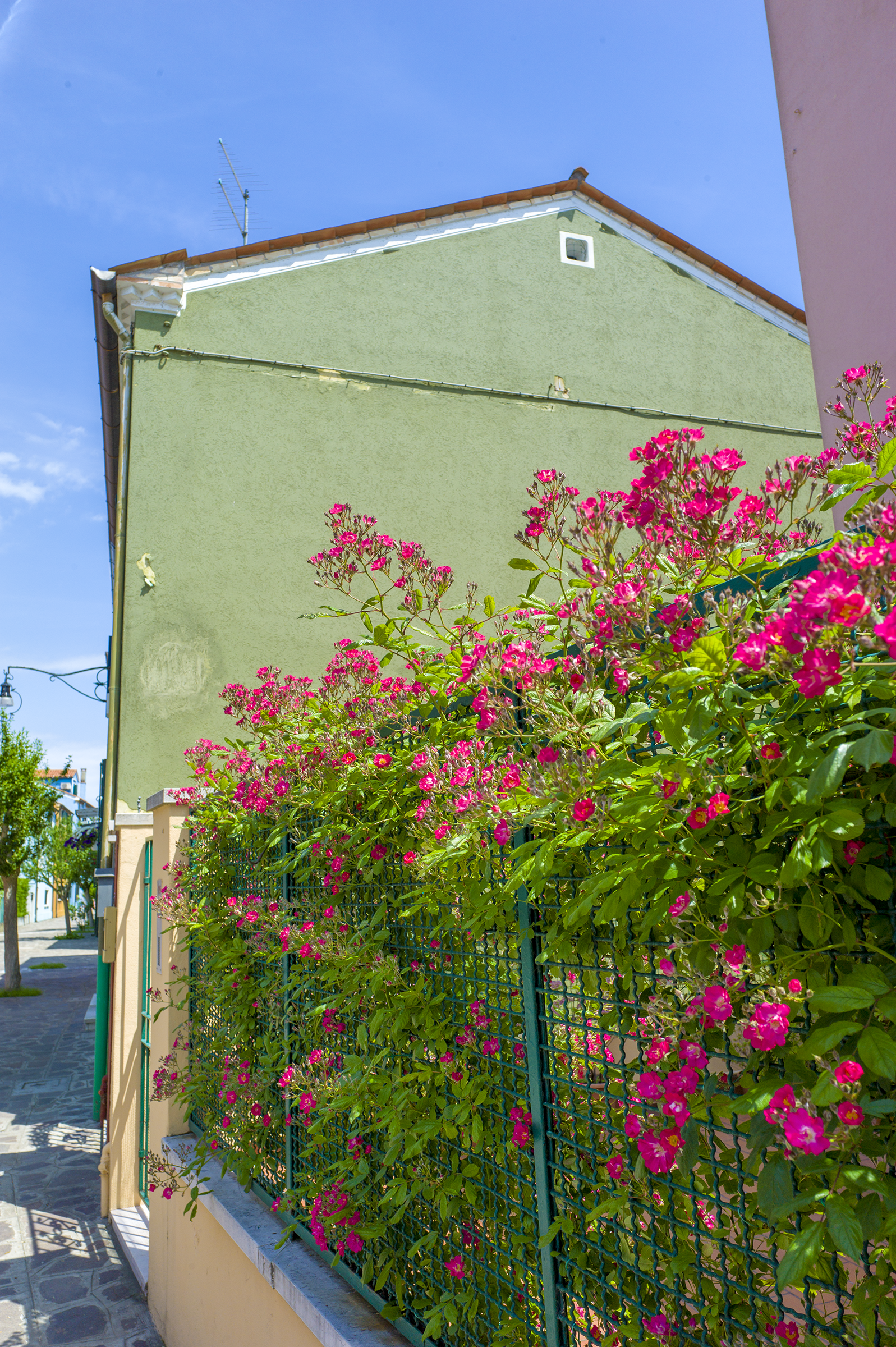 green building pink flowers