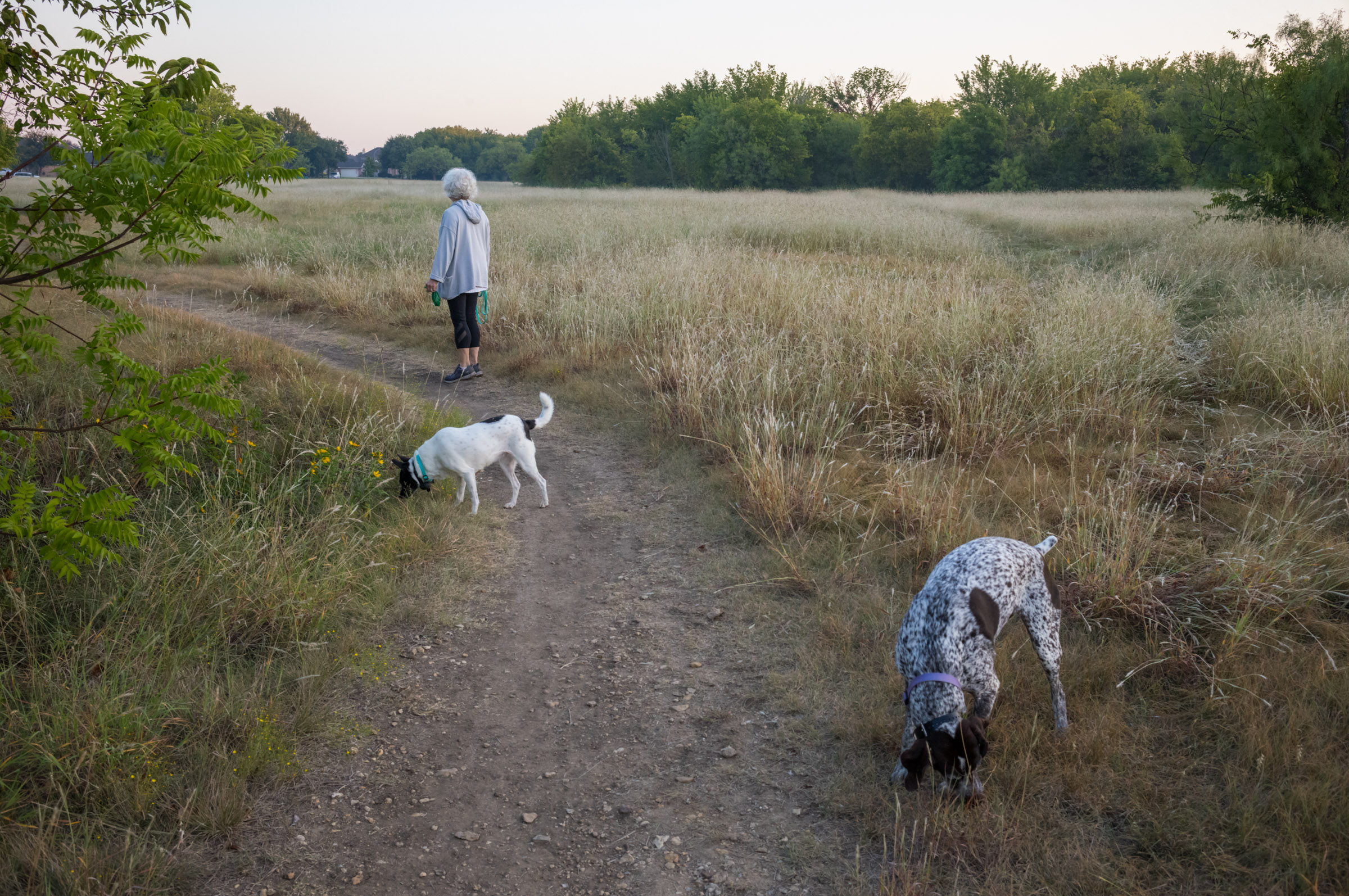 Morning Walk photograph by Luther Smith