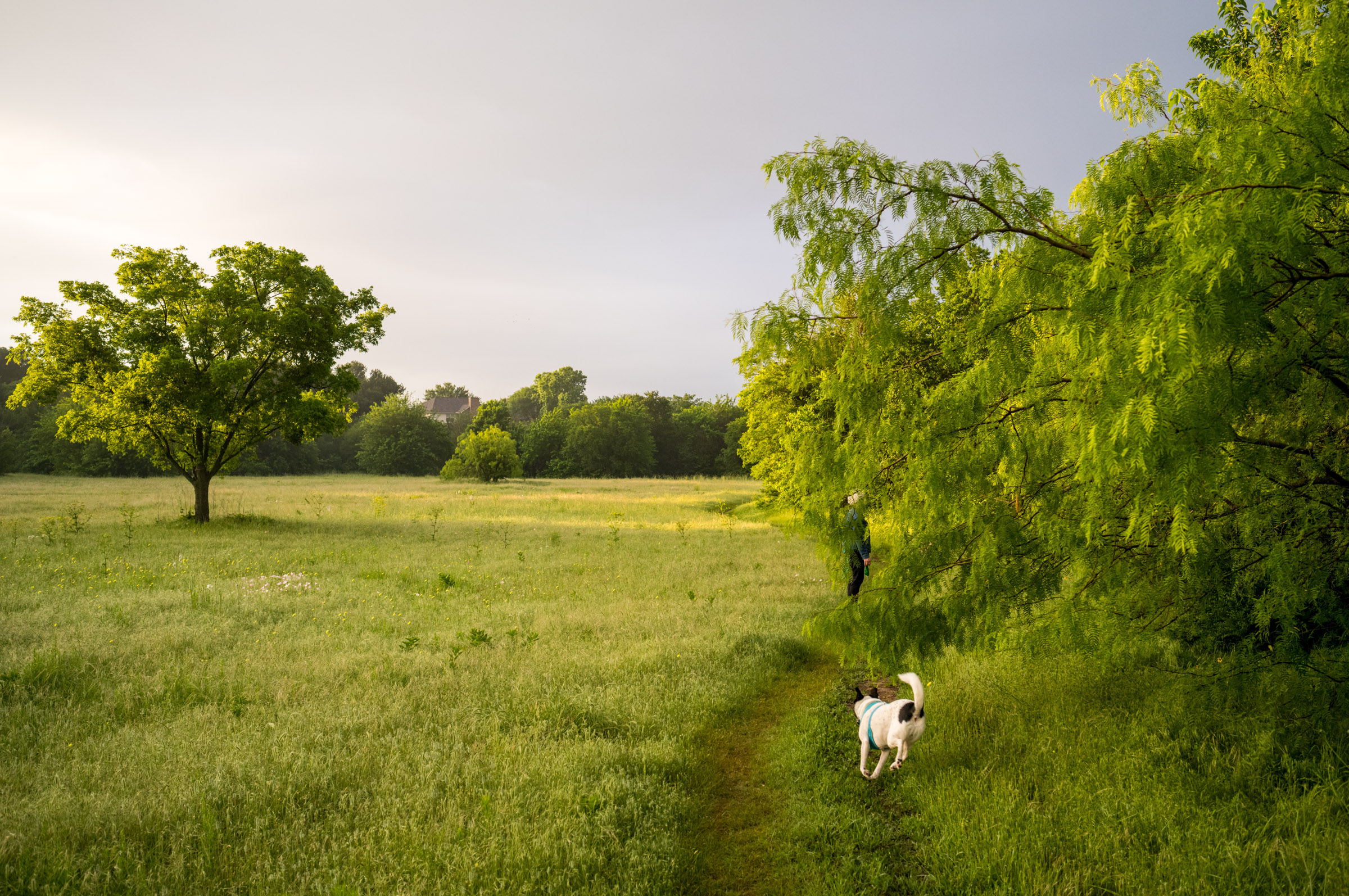 Morning Walk photograph by Luther Smith