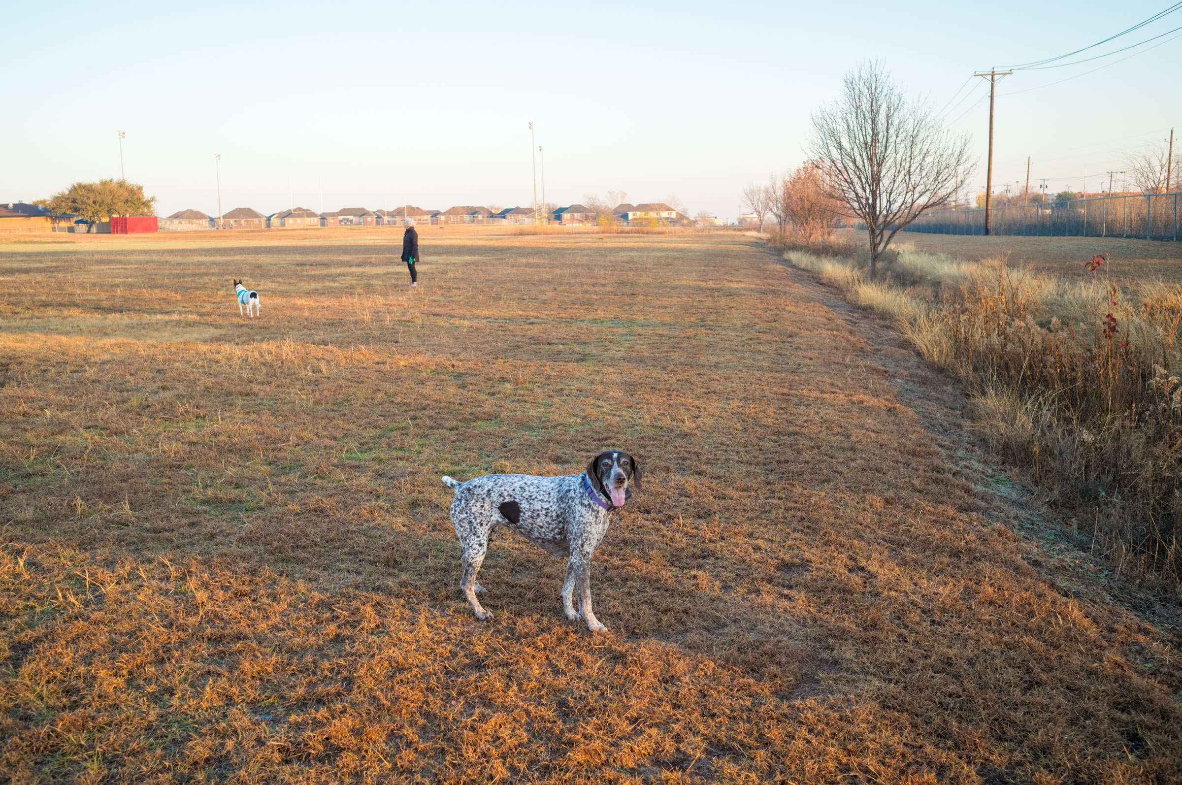 Two dogs and a person on a walk