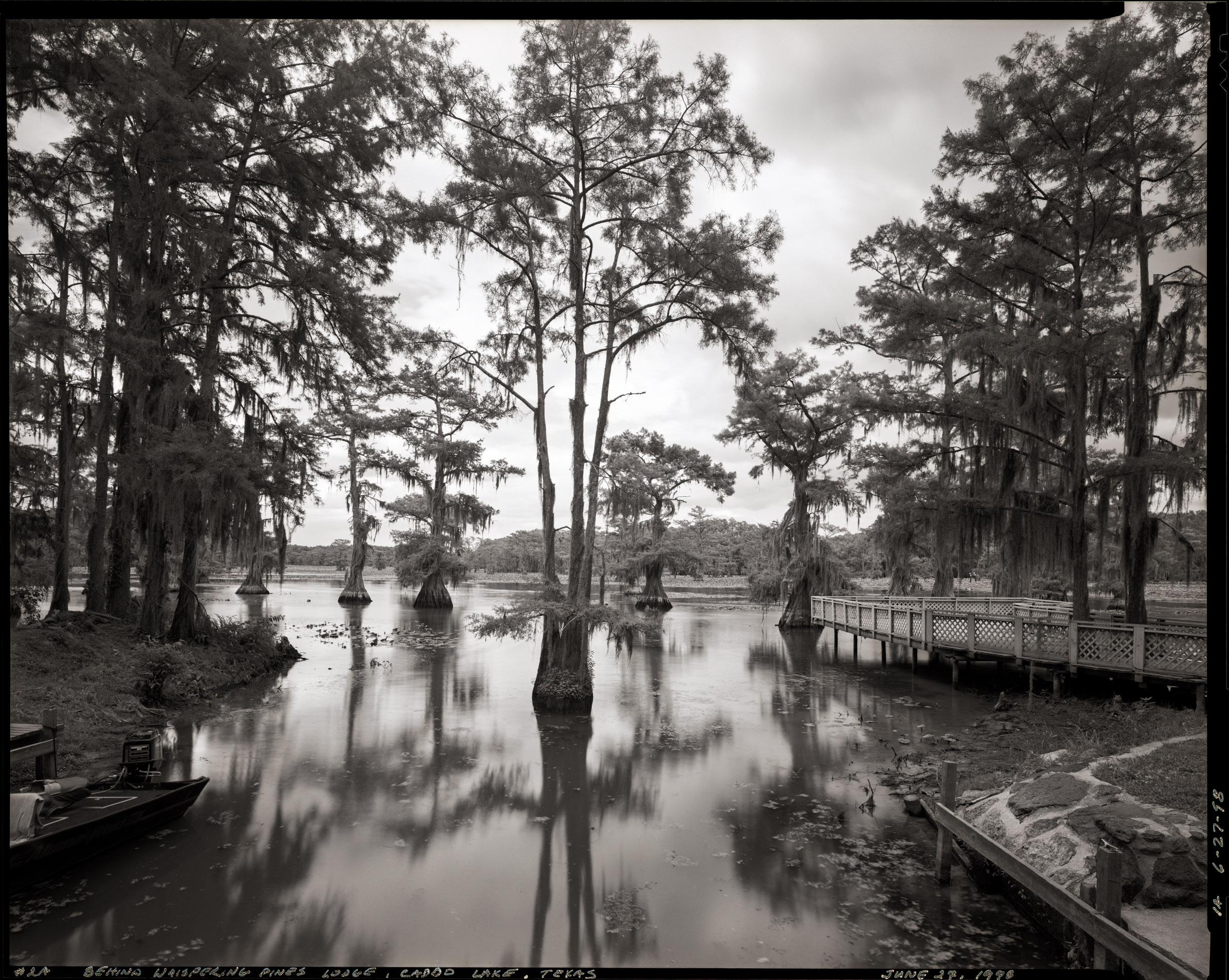 Caddo Lake bald cypress trees