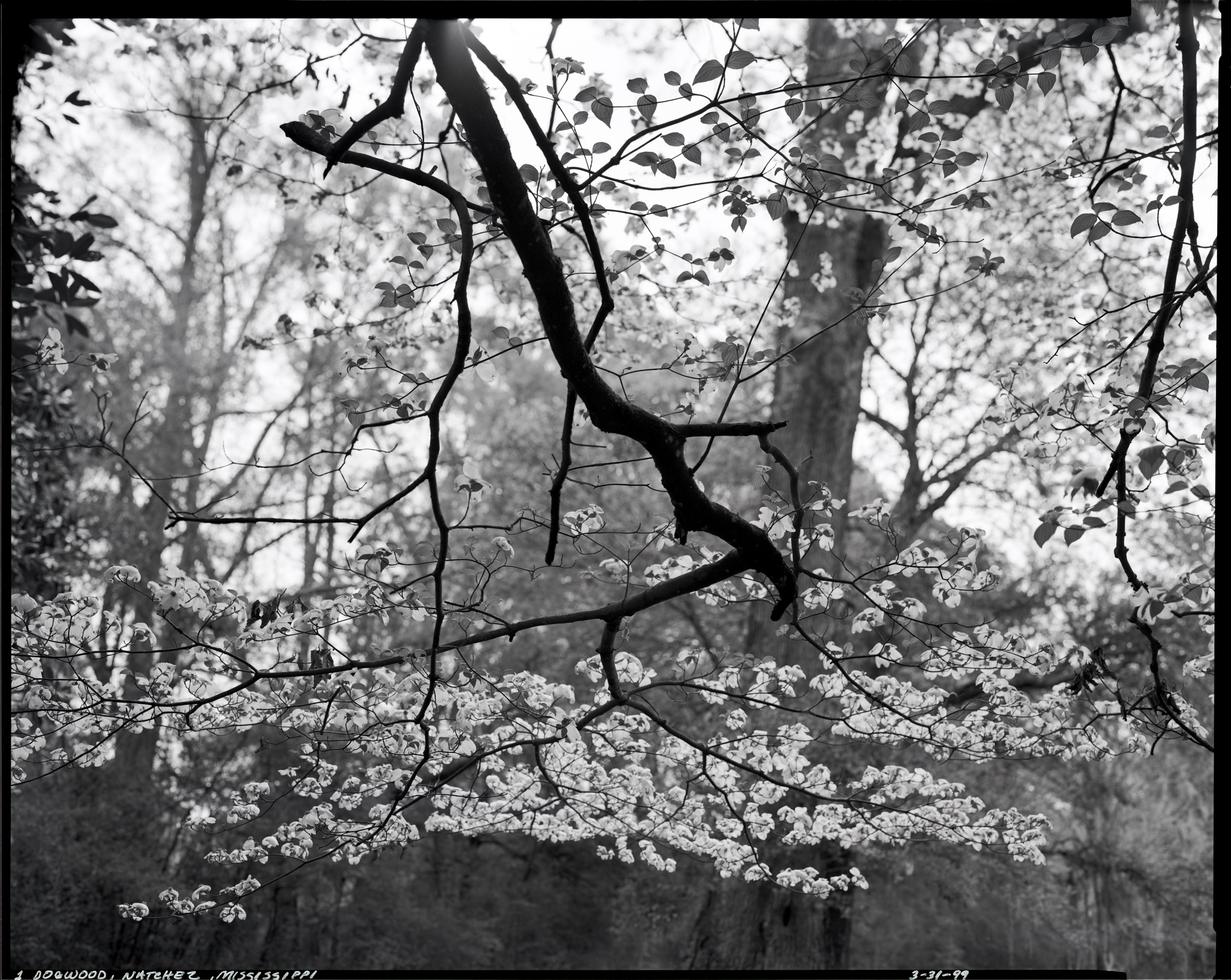 Dogwood trees in bloom