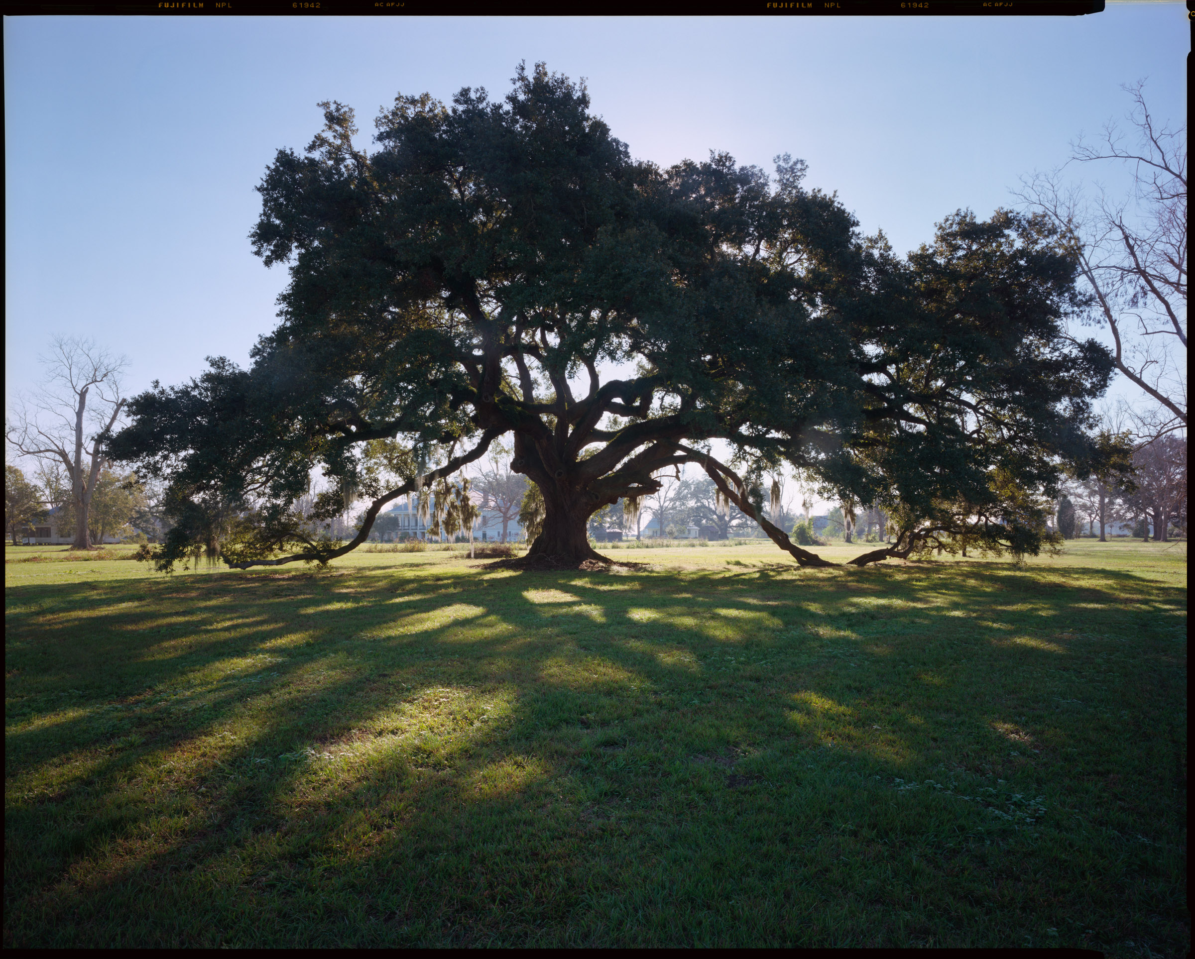 Live Oak near Oak Alley