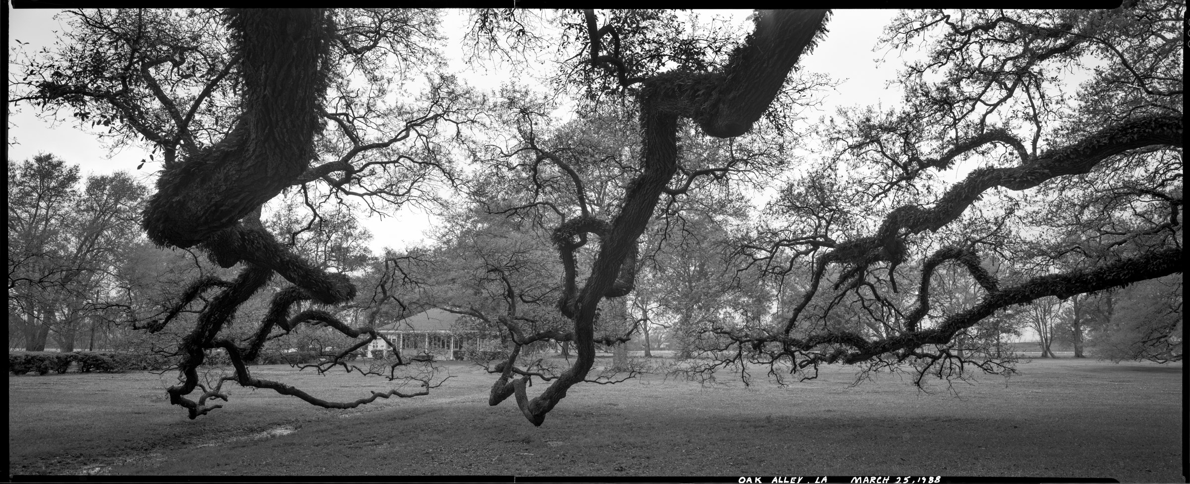 Oak Alley plantation oak branches