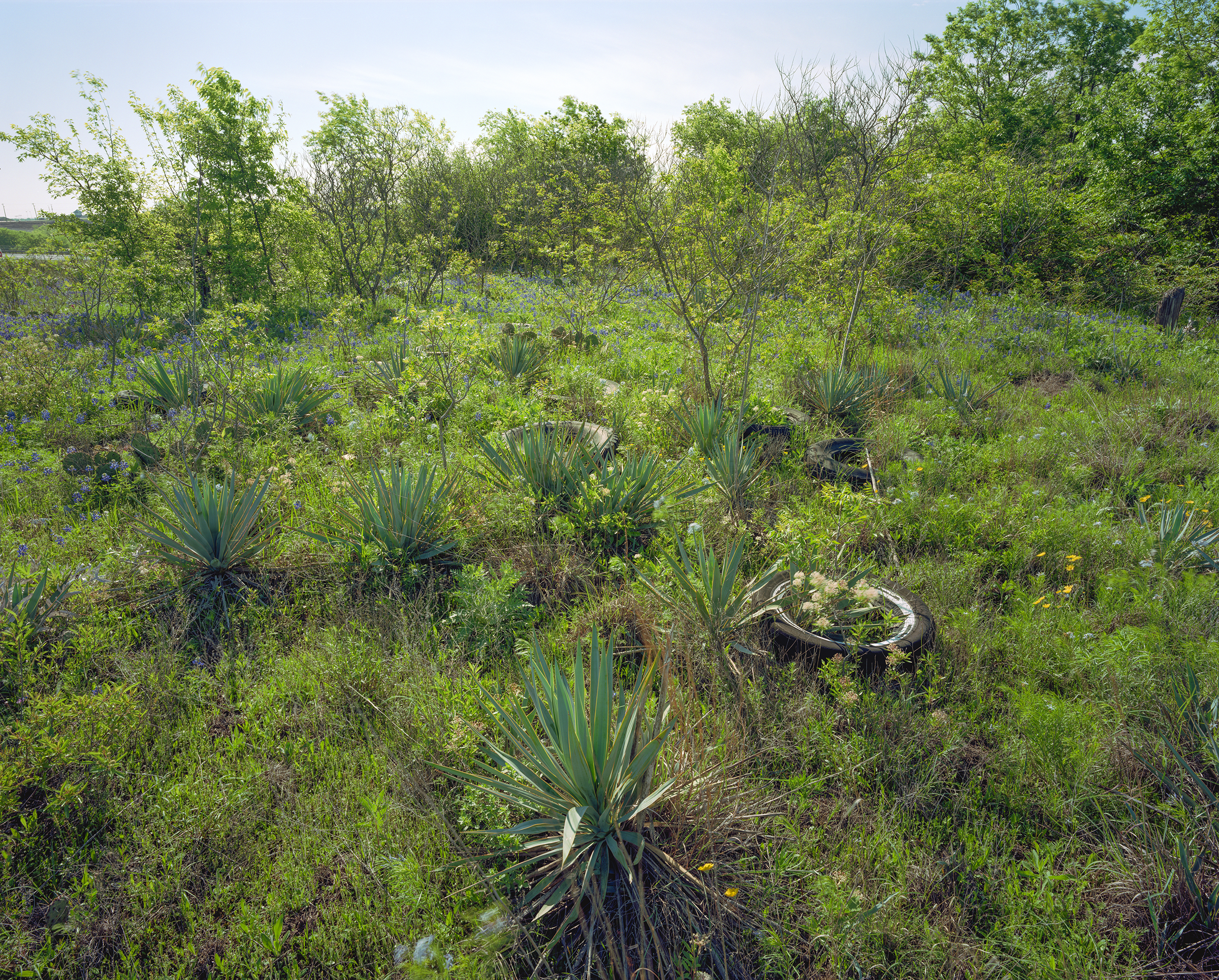 bluebonnets and old tires