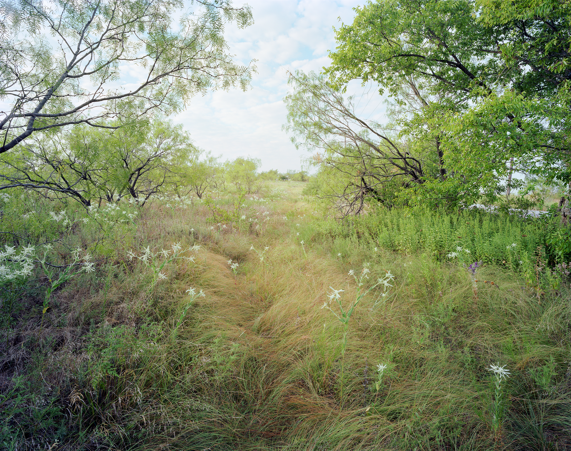 wildflowers and grass growing between mesquite