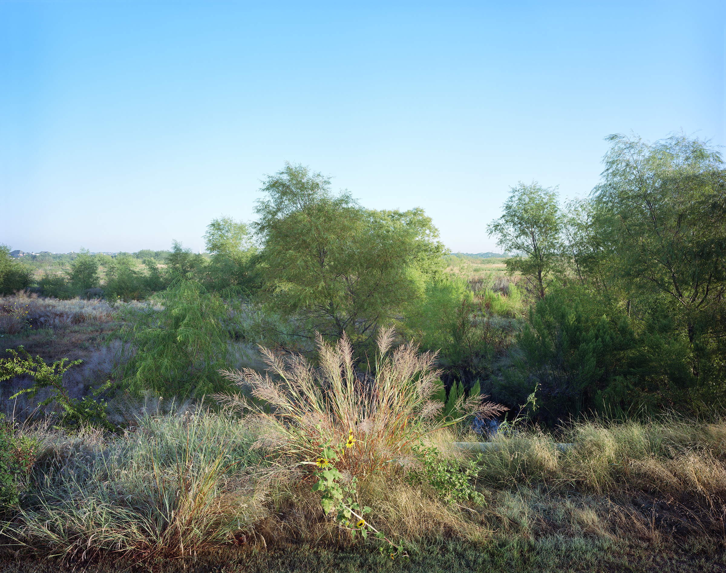 Johnson grass in sun